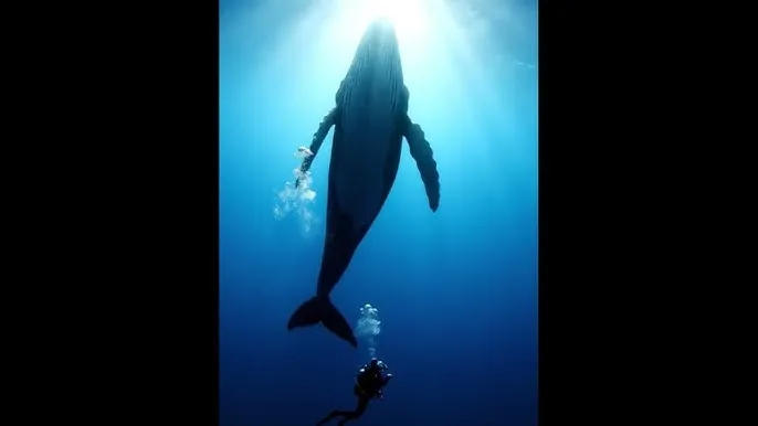 狗头萝呼啦圈视频26分钟低价 1080P - 深蓝星球：探索海洋深处的未知世界